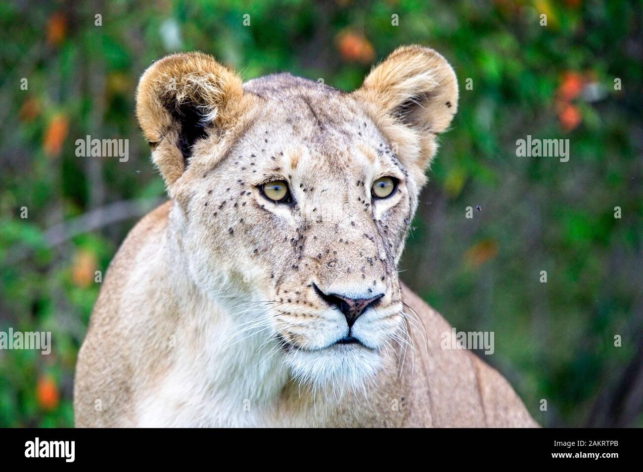Löwe (Panthera leo), Porträt einer Löwin mit Gesicht bedeckt mit Fliegen, Masai Mara, Kenia. Stockfoto