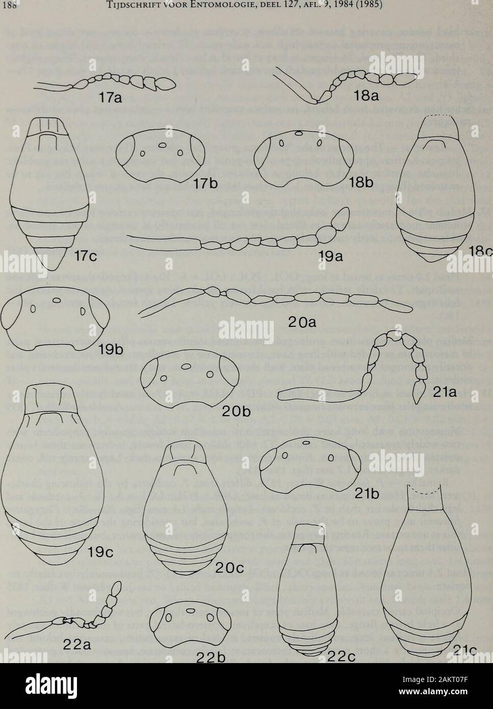 Niederländischen Zeitschrift für Entomologie. Arten. - Kopf 2,4 Mal so breit wie lang, OOL: POL: LOL=6:13:7;Kopf völlig aber schwach re-ticulate Z^e5rm" 5 Walker, 1835 Okzipitalen Carina nachvollziehbar. Die mittlere Platte des mesoscutum leicht, aber sehr weitgehend prolongedas eine hellbraune Flansch, auf Basis von scutellum; postero-laterale Teile der sparselyhairy mesoscutum; scutellum, leicht konvex, auf Ebene des mesoscutum, ausgegraben hinter durch eine kurze Membran; andprolonged coriaceous mesoscutum schwach, spärlich behaart; propodealcarinae hoch, sehr enge, scheinbar abgesichert. Schwarze, glänzende Arten. Antennen Braun. Stockfoto