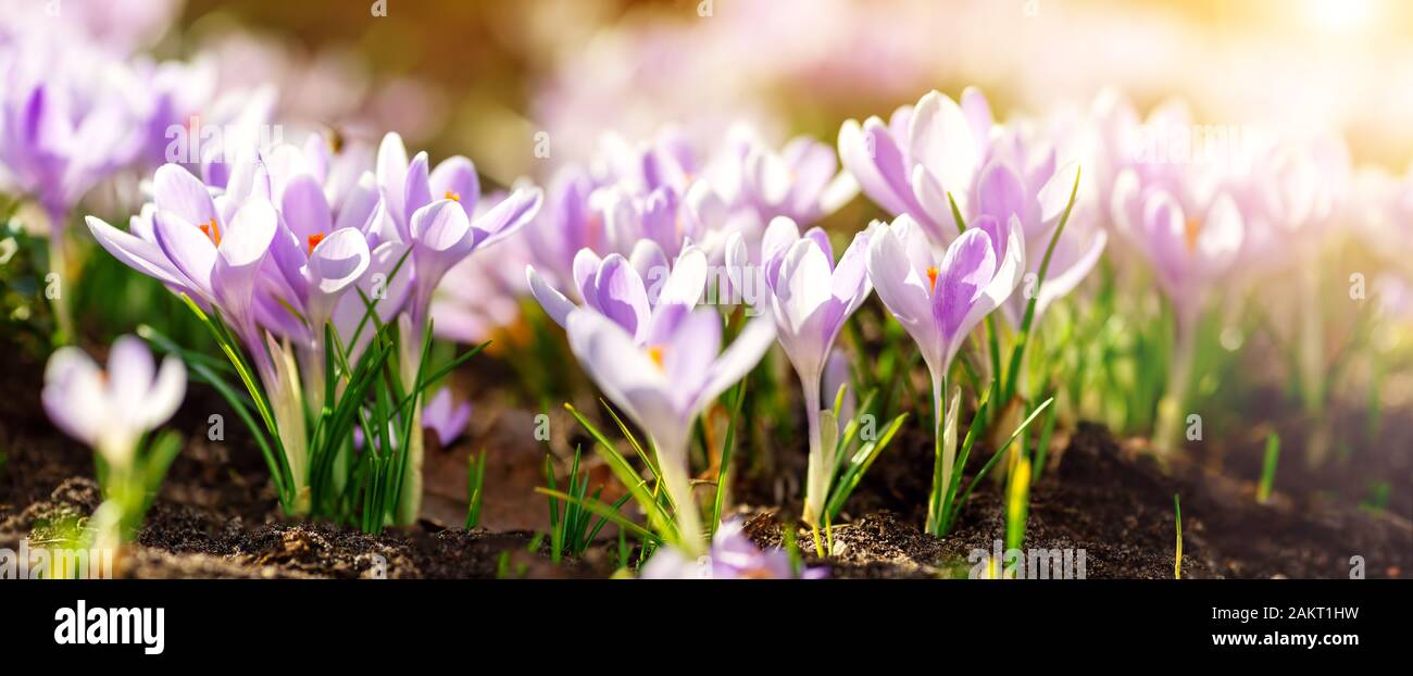 Panoramablick auf Frühling Blumen im Park Stockfoto