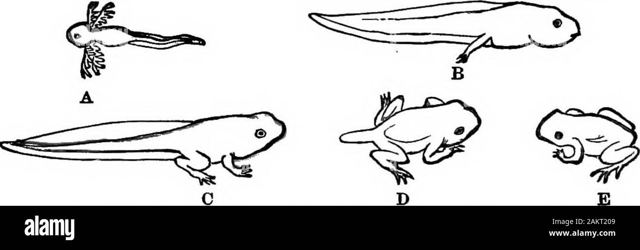 Erste Lektion in Zoologie: Angepasst für den Einsatz in Schulen. Blätter der Bäume, es ist ein wenig brightred und Blue Frog i.e. Mcaragua denen Hopfen in brightdaylight. Es verdankt seinen Leben zu seinem schlechten Geschmack, für Enten andfowl werden auf dieses Konto es nicht essen. BALAMANDEB, OTSEB FBOO UND AMPHIBIEN. 177 Die kröte ist nachtaktiv, hopping, wenn die Vögel areasleep, und ist sehr nützlich bei der Zerstörung schädlicher In-sekten. Der Salamander, Kröten und Frösche überwintern im Schlamm am Boden der Teiche buriedin. Männliche Kröten und Frösche musikalisch sind, die Weibchen zu Kom - dabei leise; die Tocal Organe des mal Stockfoto