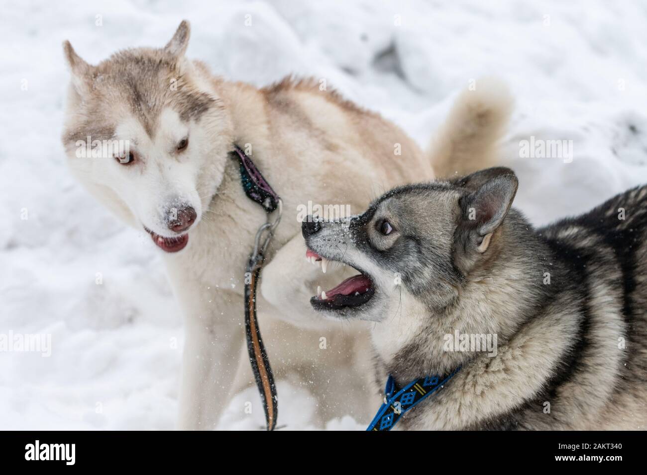 Husky Hunde bellen, beißen und Spielen im Schnee. Lustige