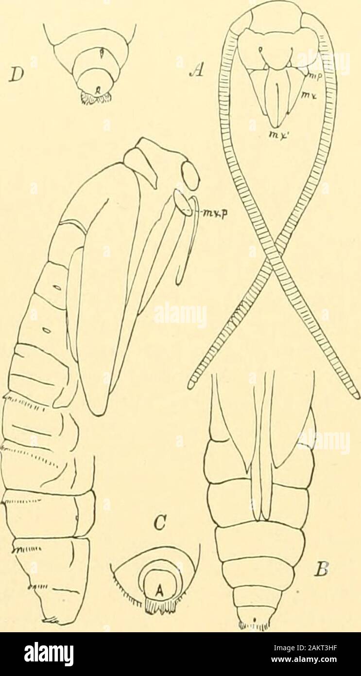 Abhandlungen der Akademie der Wissenschaften in den Grenzen einer einzelnen Familie, die ein Mo; e isolierte Position vielleicht sollten diese Gattung zugeordnet werden. Die nachfolgenden Familien von arrangedin geuuineTiueina vorläufig folgende aufsteigender Reihenfolge, beginnend mit A. Die generalisierten und Ende mit 2&gt;, die modifizierte Formen. A.J.f7e/"Zrt.-maxillaris Palpen fünf Gelenkwelle i.e. Nemophora, Adela keine maxil-lary paljii in Motten. Larven der Adela mit zahlreichen dorsalen piliferous Platten, die der Sima&gt; das ähnlich; die von Nematois (Abb. S) wird die thorakalen Segment beschränkt Stockfoto