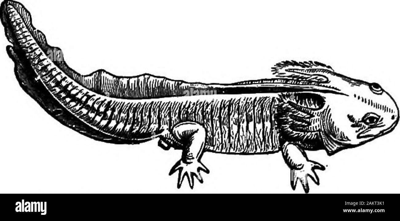 Die erste Lektion in der Zoologie: für den Einsatz in Schulen angepasst. ). • Tailed, mit größeren Augen; es gibt keine atemlöcher; theybreathe vor allem durch ihre Lungen, aber zum Teil von Ihrer Haut. Die Genius Amblystoma umfasst unsere größten salaman - ders; Sie terrestrische sind bei Erwachsenen, leben in feuchten placesand Fütterung von Insekten. Die Larven behalten ihre Kiemen aperiod, wenn sie so groß oder sogar größer ttan der pa - 174 FIBST LBSSOm m Zoologie. mieten. Die interessantesten aller Salamander ist theAmhlystoma mavortiiim, deren Larven genannt ist der Axolotl (Abb. 180). Diese Larve ist größer als die Erwachsenen, die live Stockfoto