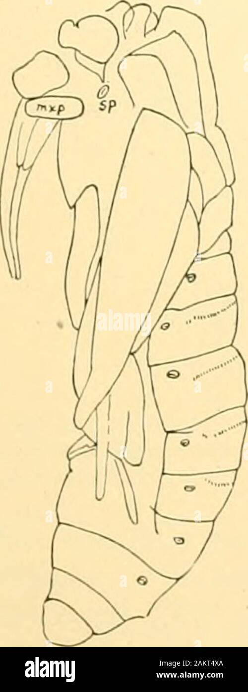 Abhandlungen der Akademie der Wissenschaften. innere Lobe des Oberkiefers, aber haben kein Material Dieser forexamination poiut zu vereinbaren. Sollte dies beweisen die caseit zu sein würde, die Familie unter den Lepidoptera luciniata. Ein weiteres auffälliges Merkmal der imaginiert dieses Iamily ist thelong ovipositor, die sehr extensile, das Terminal Jointhorny, in einem Stück, und adaptedto iiiercing und Sägen. (Kiley.) Die Familie offenbar ist Amore primitiven als theHepialidie, obwohl die laivain Eine Gattung ist völlig apodousand so stark modifiziert. Fdmily Tlneklcc. - Diese Gruppe umfasst die Gen Stockfoto