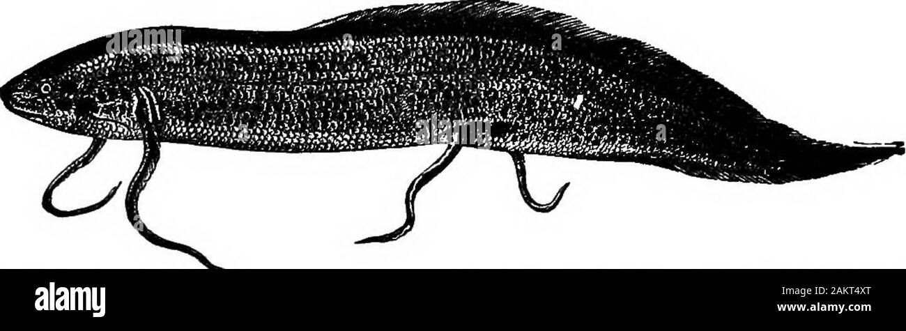 Die erste Lektion in der Zoologie: für den Einsatz in Schulen angepasst. Fio. 171.- Oeratodus, oder Australian Lung-libh. Punkt.)^ Ilit loll m uutuiL endet in einem Lungenflügel - Fisch (Lepidosiren) leben in den Flüssen Brasiliens. Thesethree Lunge - Fisch, mit Ihren amphibischen Gewohnheiten, deren alliesbegan in Devonischen mal zu existieren, lange bevor die coalperiod, unverkennbar auf das Erscheinen eines neuen Typs von Wirbeltieren andhigher Leben, - die Amphibien, oder Sala -. Abb. iTZ.- Protopterus annectens, ein Lungenflügel - flsh von Afrika. (Eine dritte natürliche Größe.) Manders, etc., wenn ihre Gliedmaßen stärker wurden, Gelenkwelle, anddivided in Zehen wie die eines f Stockfoto