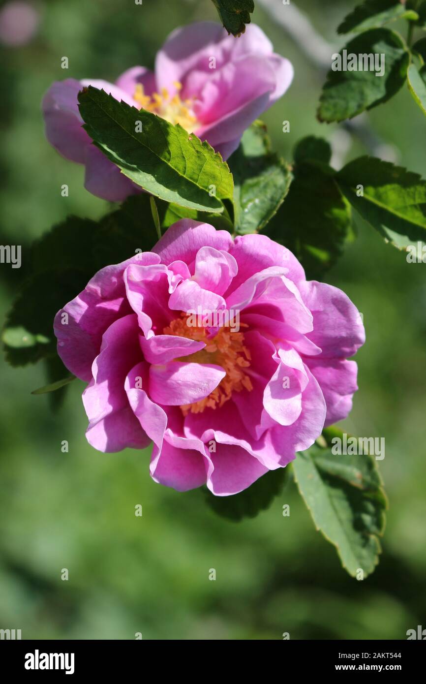 Eine zweiblütige rosafarbene Rosensorte, Rosa rugosa oder Letchberry Stockfoto