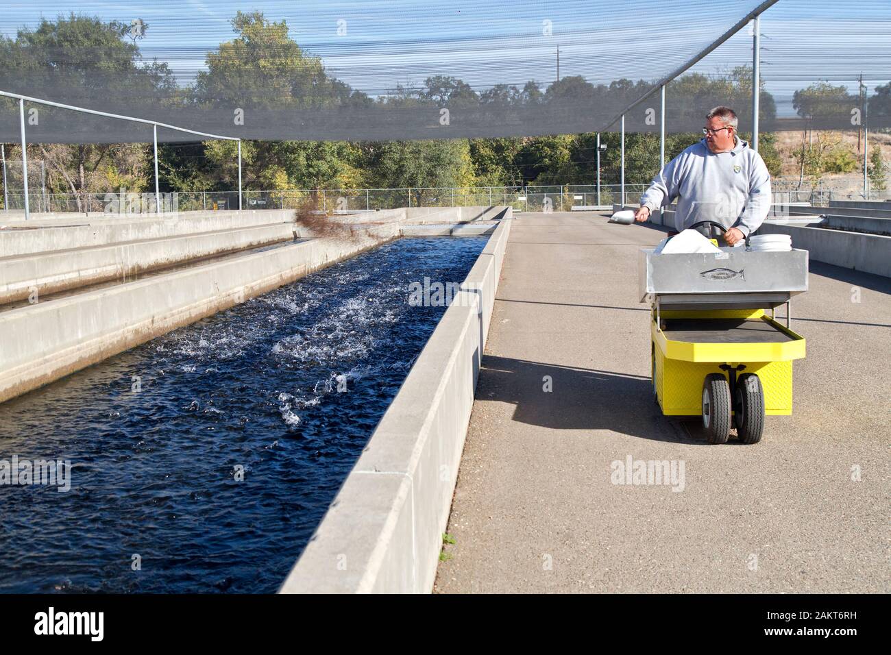 Arbeitnehmer Fütterung Chinooklachse fingerlings, Laufbahn, Mokelumne River Fischzuchtanstalt, Kalifornien. Stockfoto