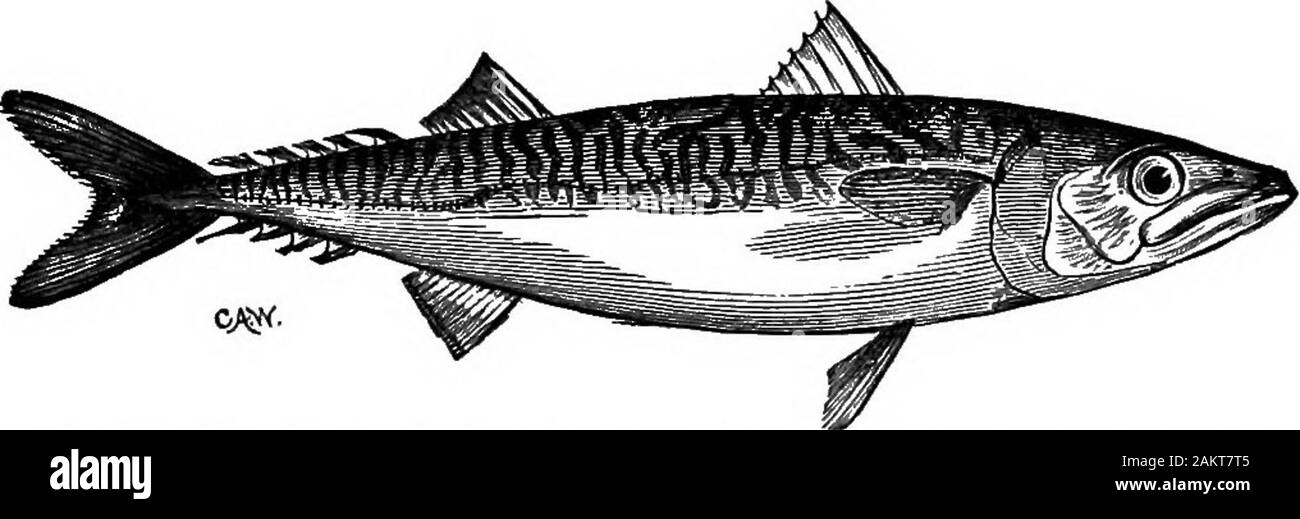 Die erste Lektion in der Zoologie: für den Einsatz in Schulen angepasst. Fio. 165.- Die Schmelze, Osmerus mordaas. (Ein halber natürlicher Größe.) Eastern Lachs {Salmo salar) wiegt manchmal eightypounds. Es ist üblich, zu Europa sowie NortheastemAmerica. Im Herbst steigt die Lachs Flüsse tospawn, durchdringend wie in der Nähe der Quelle wie möglich. Theeggs sind sehr groß, exceediug eine Erbse in der Größe und sind in festgelegt. Fio. 166.- Die Makrele Scomber scrombrus. (Ein Viertel der natürlichen Größe.) flache Bohrungen in den Kies von Streams. Die extremeyoung ist Gebändert und ein parr genannt; wenn etwa ein Jahr alt, und einer hellen silbrigen c Stockfoto