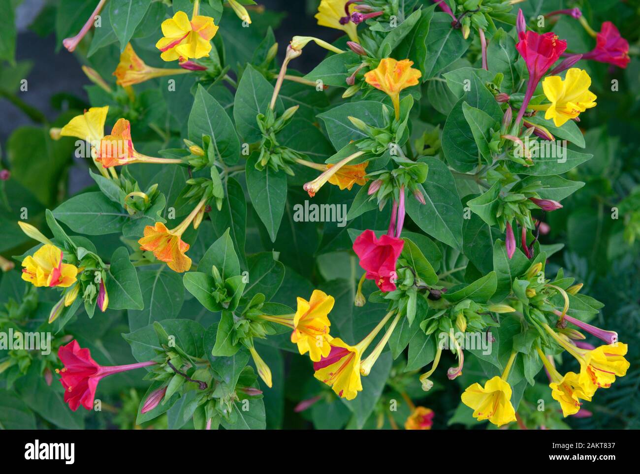 Close-up roten und gelben Blumen von zierpflanzen Mirabilis jalapa Werk in flash light. Stockfoto