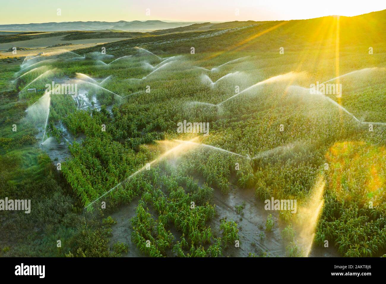 Ackerland mit Bewässerung. Luftansicht. Stockfoto