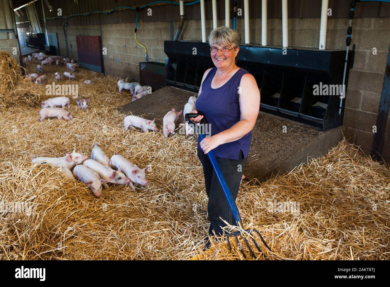 Weibliche schweine Landwirt und hofbesitzers Interessieren für Ferkel in einer hohen Tierschutz TIERSCHUTZVEREIN Versichert akkreditierten Umgebung. Norwich. Vereinigtes Königreich. Stockfoto