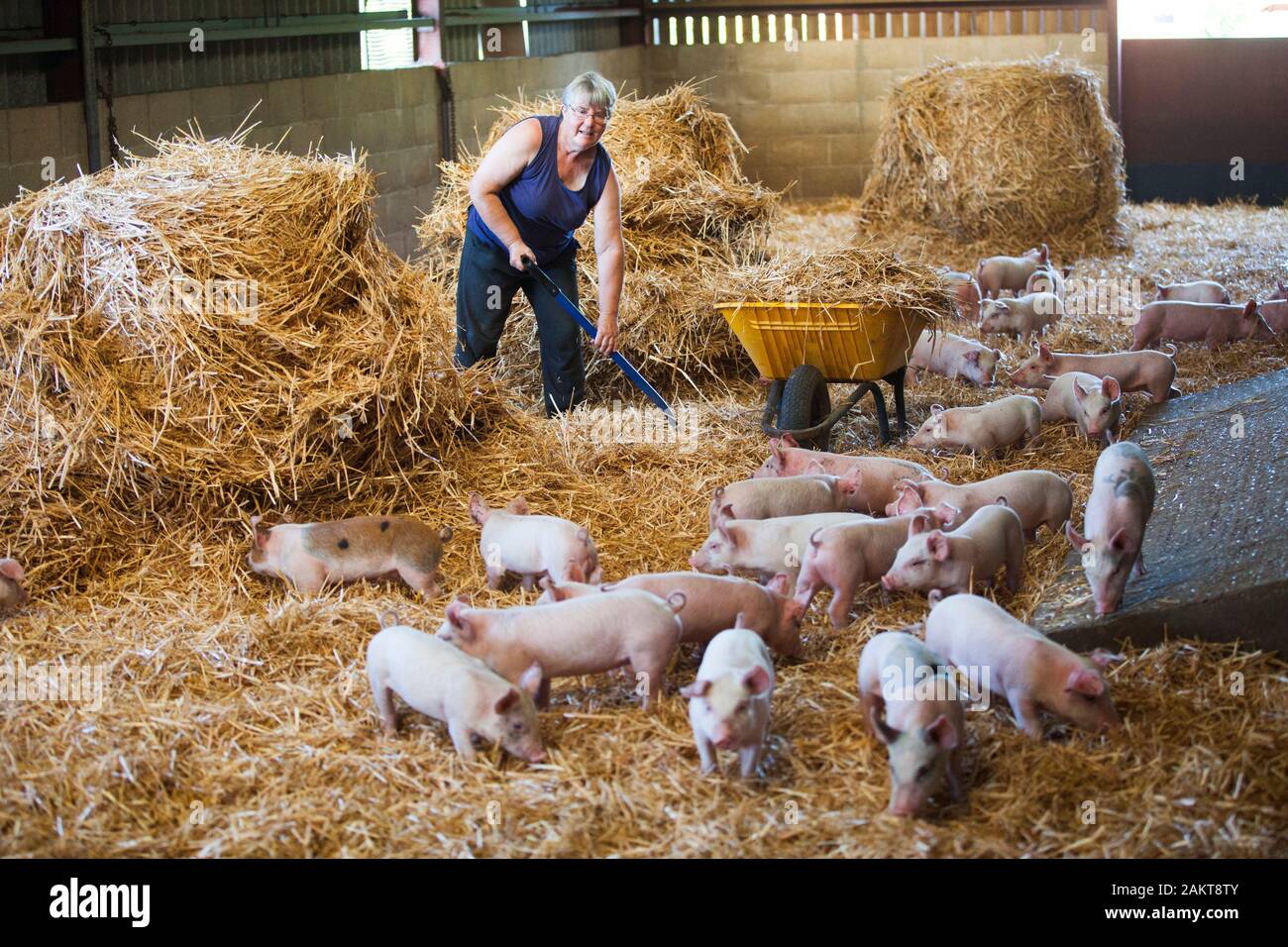 Weibliche schweine Landwirt und hofbesitzers Interessieren für Ferkel in einer hohen Tierschutz TIERSCHUTZVEREIN Versichert akkreditierten Umgebung. Norwich. Vereinigtes Königreich. Stockfoto