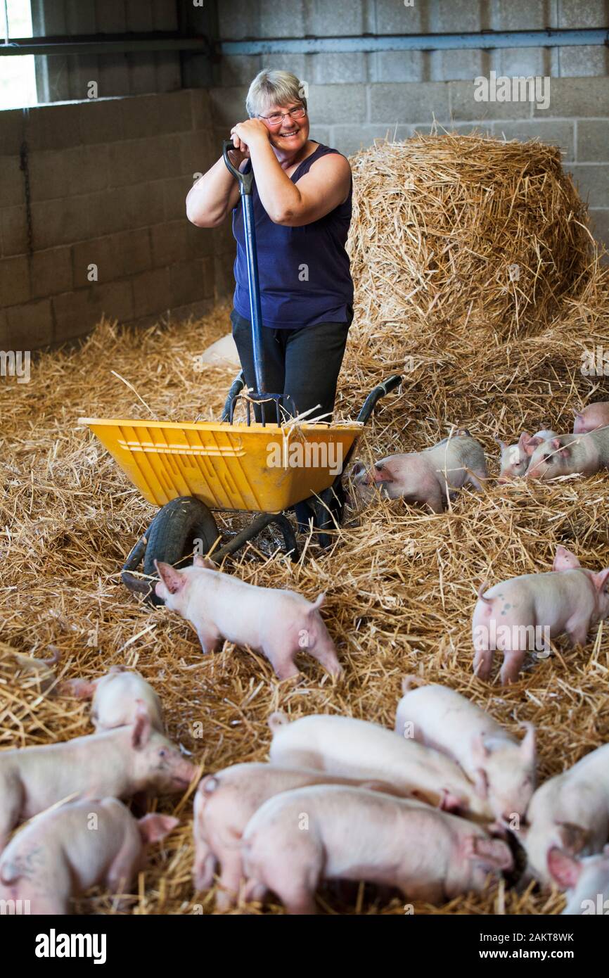 Weibliche schweine Landwirt und hofbesitzers Interessieren für Ferkel in einer hohen Tierschutz TIERSCHUTZVEREIN Versichert akkreditierten Umgebung. Norwich. Vereinigtes Königreich. Stockfoto