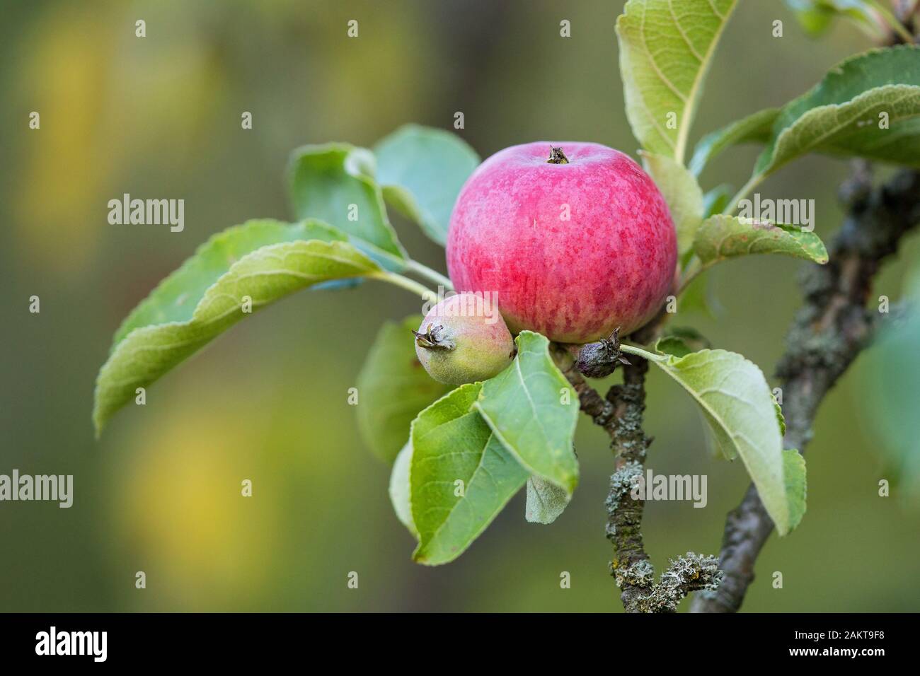 Roter apfel (Malus domestica) hängt am apfelbaum Brandeburg, Deutschland Stockfoto