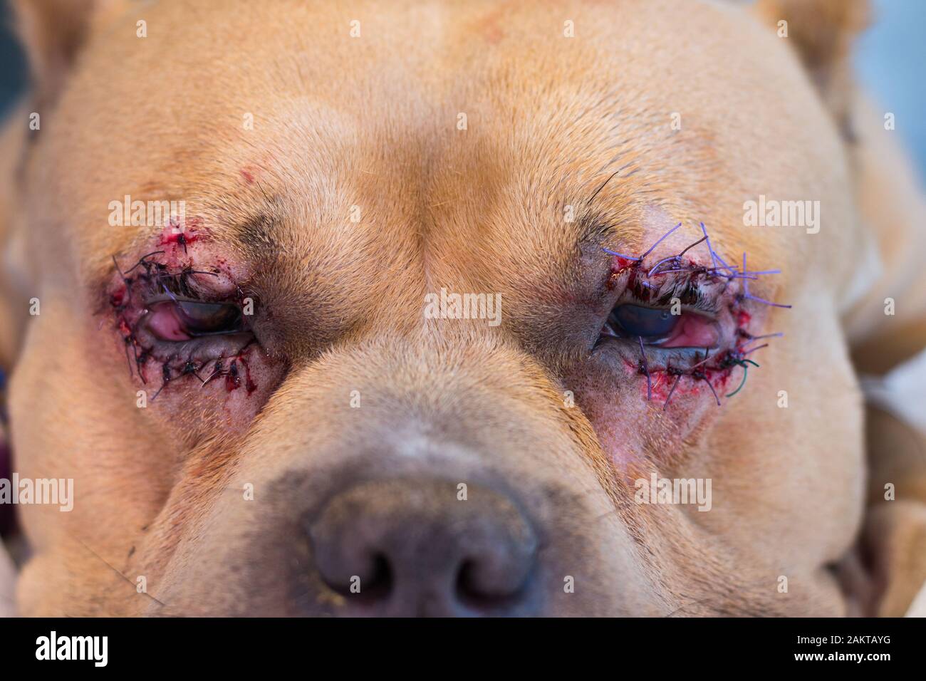 Amerikanischer Bully-Hund brütet nach der Operation mit Entropion und  Hornhautgeschwür Stockfotografie - Alamy