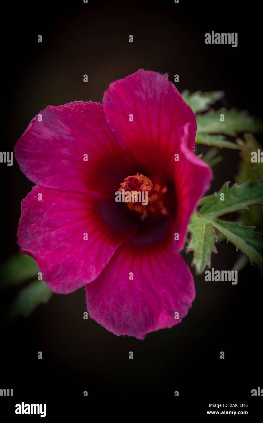 Schoner Dekkanhanf Oder Hibiskus Cannabinus Blume Bluht Mit Grunen