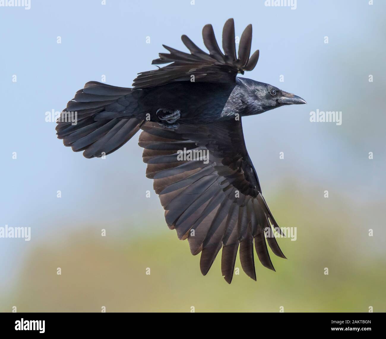 Ungewöhnliche Seitenansicht Nahaufnahme der wilden britischen Aaskrähe (Corvus corone) isoliert in der Luft. Krähe fliegt frei, Flügel mit Feder Detail verteilt. Stockfoto