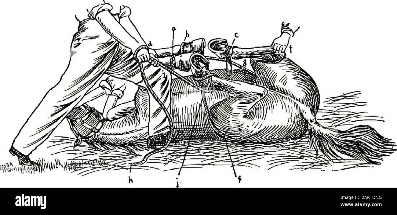 Zurückhaltung von Haustieren; ein Buch für Studenten und Praktiker; 312 Abbildungen von Federzeichnungen und 26 Halbtöne von der ursprünglichen Fotos. Abb. 110. Meilen Colt Hoppel (zweite Position). Es wird beobachtet, dass es eine humpeln Seil auf jedem hindpastern^ und zwei Seile über die vordere Bein humpeln - eine um Pas-tern und den anderen unterhalb des Knies. Das Seil ist appliedaround Vordermittelfuß des Vorderbeines (a). Es ist nun über throughhobble Ring in der Nähe von fore Vordermittelfuß weitergegeben (b); dann rückwärts zu nearhind (d); von dort auf die Hinterbeine (E) und Sicherungsring (C) unten in der Nähe der Knie zu humpeln. Stockfoto