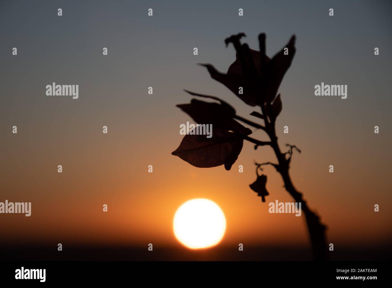 Hintergrund mit warmen Sonnenuntergang bzw. Sonnenaufgang, Sonne am Horizont und schwarze Silhouette einer Blume Stockfoto