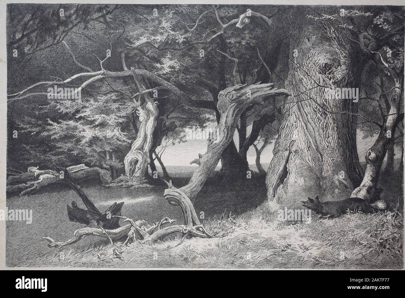 Alte Baume In Der Hasbruch Einem 627 Hektar Grossen Eiche Und Buche Wald Im Landkreis Oldenburg In Niedersachsen Deutschland In Dem Es Gibt Einige Naturliche Denkmaler Alte Baume Im Hasbruch Ein