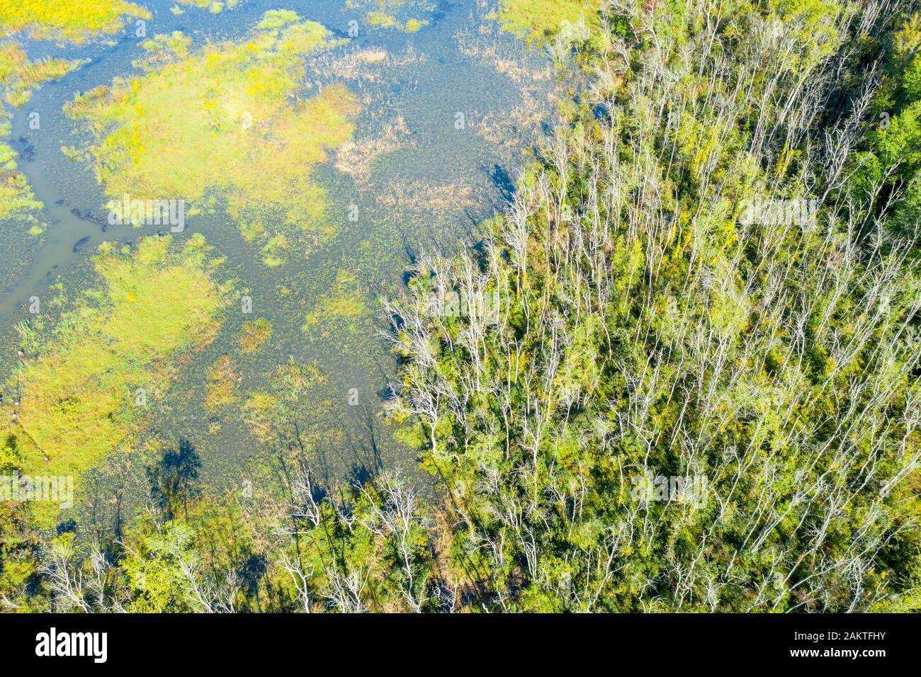 Sumpfigen Feuchtgebiete von patuxent Wetlands Park in Lothian, Maryland. Stockfoto