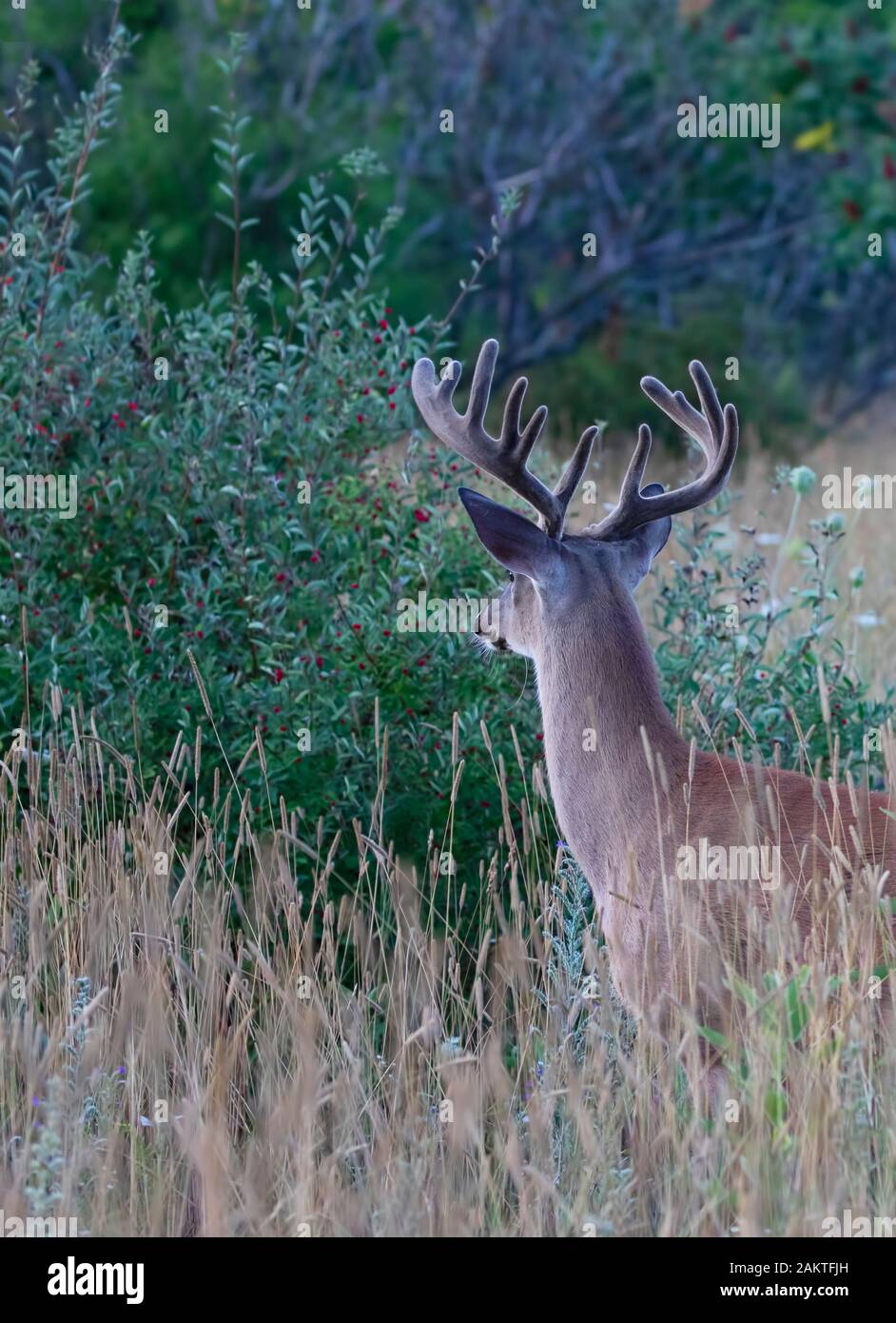 Weißwedelhirsche Buck im Morgenlicht mit samt Geweih im Sommer in Kanada Stockfoto