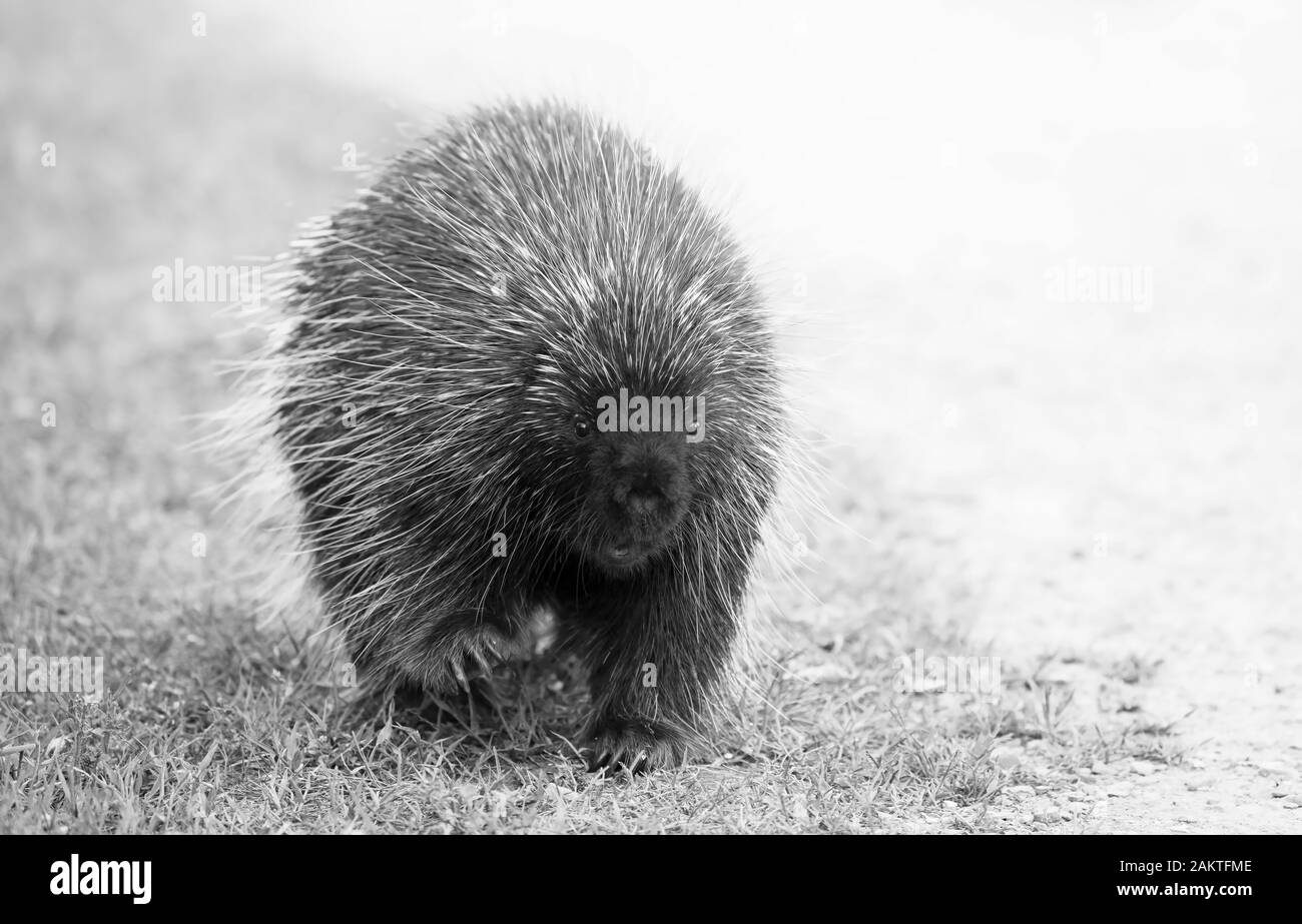 Krümmungsanalyse mit Stacheln Krümmungsanalyse mit Stacheln zu Fuß entlang der Spur im Sommer in Kanada Stockfoto
