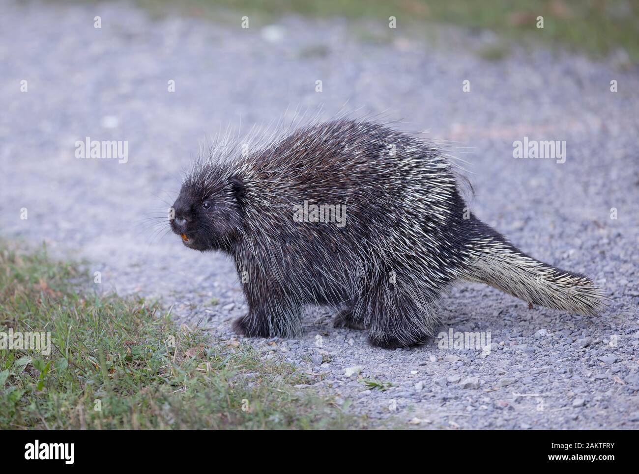 Krümmungsanalyse mit Stacheln Krümmungsanalyse mit Stacheln zu Fuß entlang der Spur im Sommer in Kanada Stockfoto