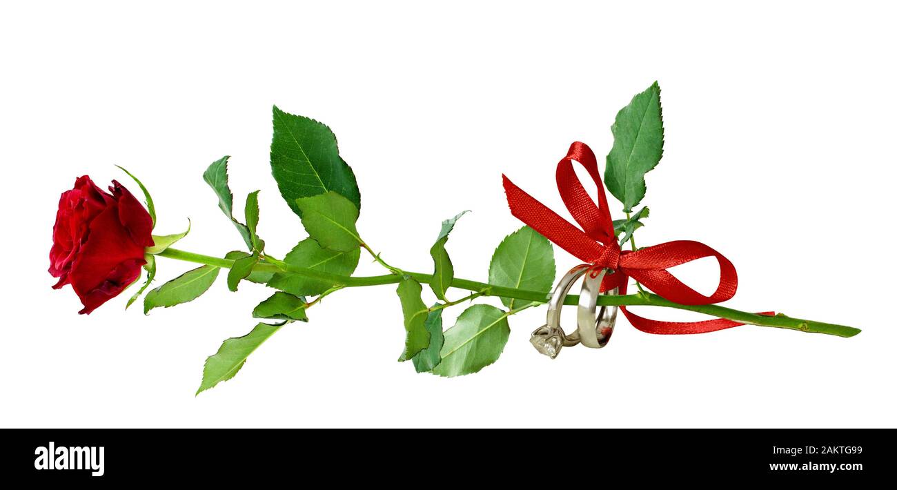 Rote Rose und zwei goldene Ringe mit Seide Schleife auf weißem Hintergrund gebunden. Hochzeit oder Verlobung Konzept. Stockfoto