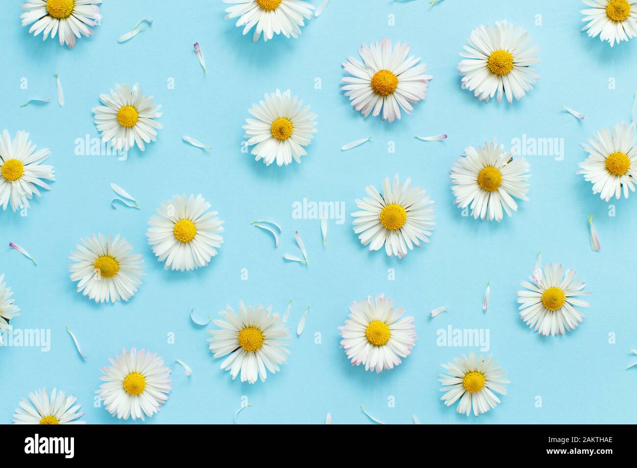 Weiße Gänseblümchen auf hellblauem Hintergrund Draufsicht Stockfoto