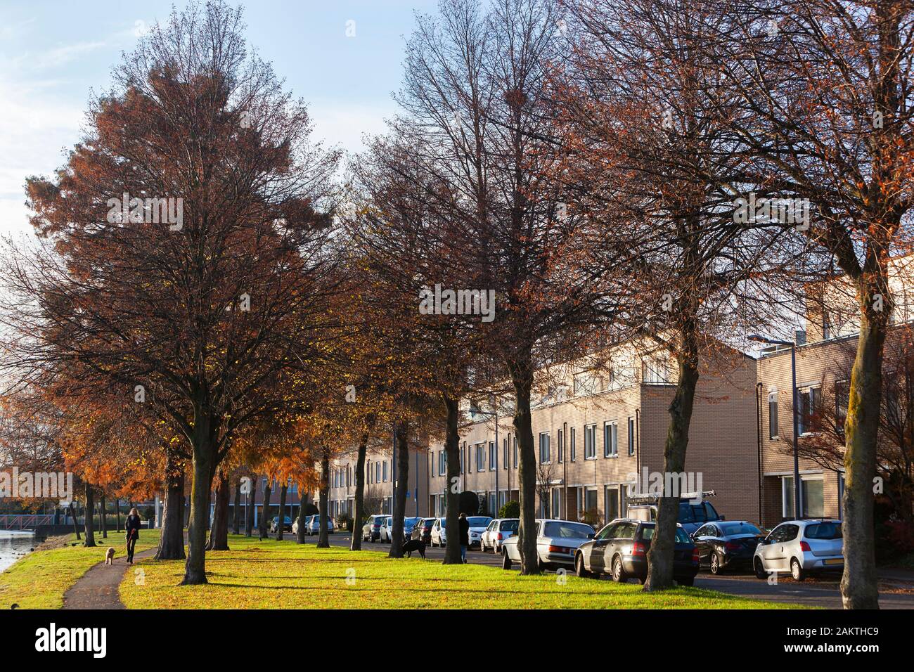 Wohnviertel mit Bäumen, Gras, geparkten Autos und einer bewegungsunscharfen Frau, die in Rotterdam-Prinsenland in den Niederlanden den Hund spazieren geht Stockfoto