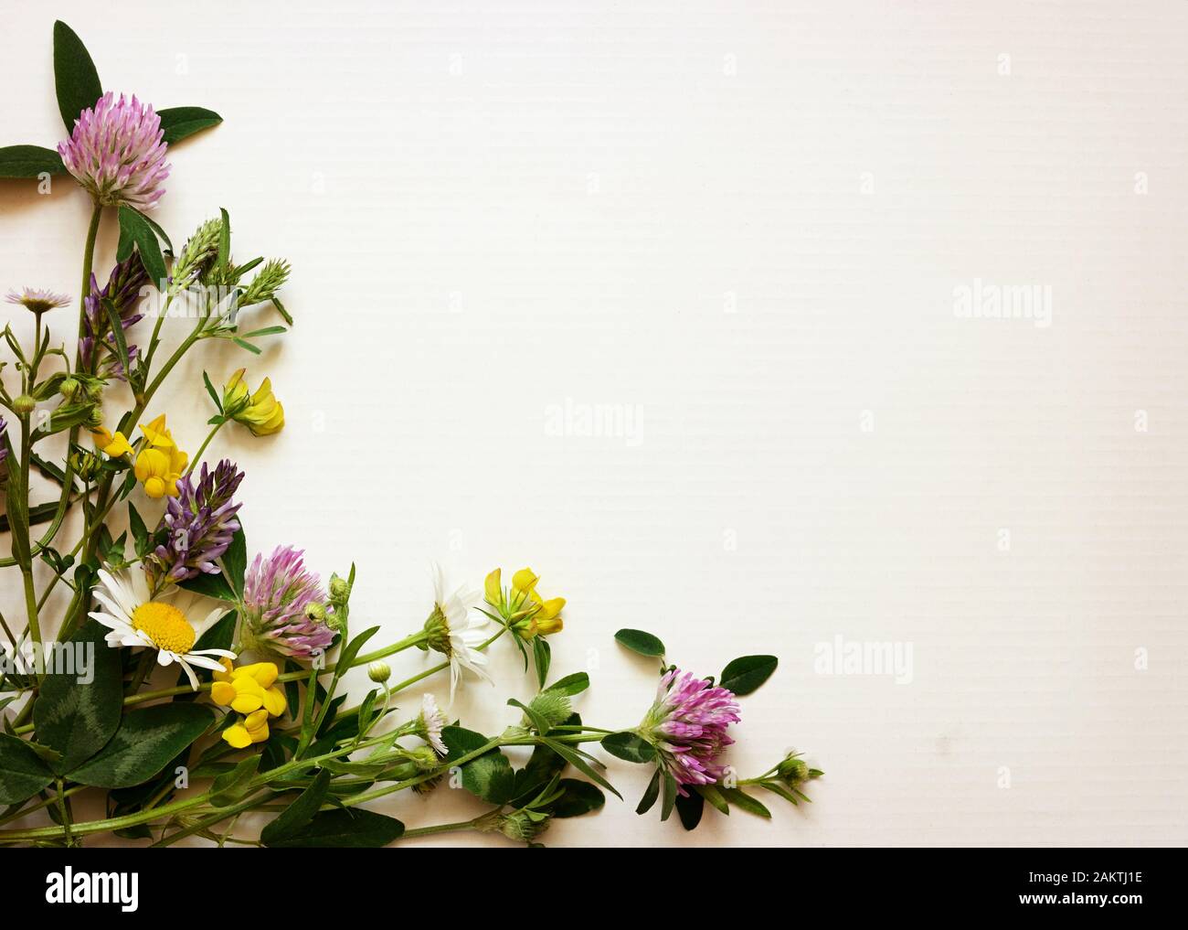 Wilde Blumen Ecke auf weißen Karton Hintergrund Stockfoto