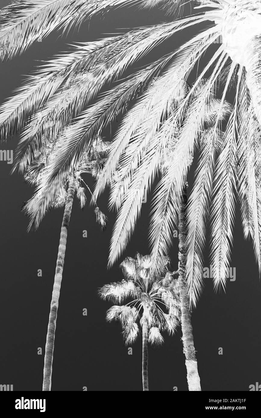 Schwarz-weißes umgekehrtes Bild von Palmen und Palmblättern Stockfoto