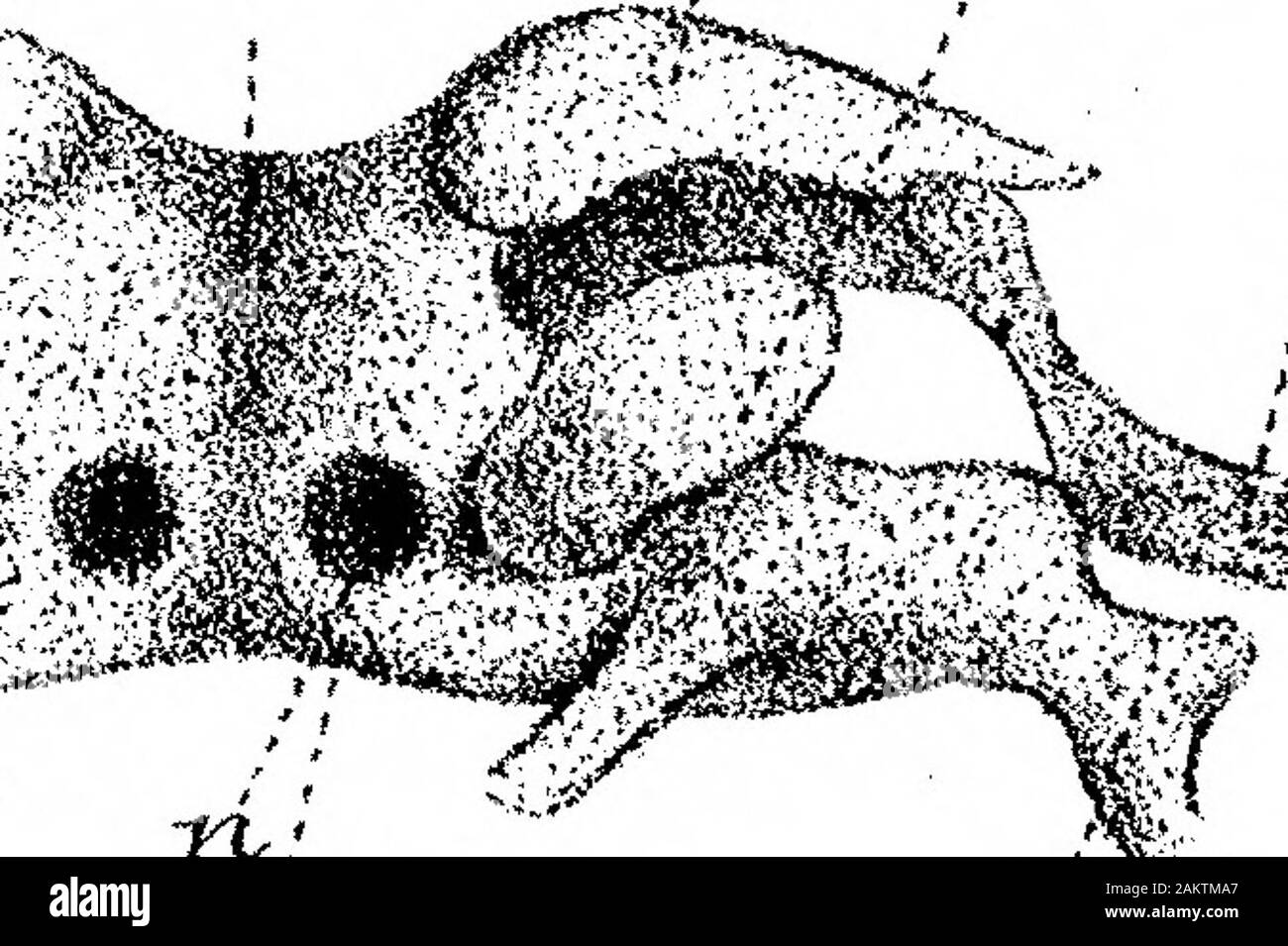 Über die Struktur und Entwicklung der Schädel in der BatrachiaPart II. 5x4-e. Poe Stockfoto