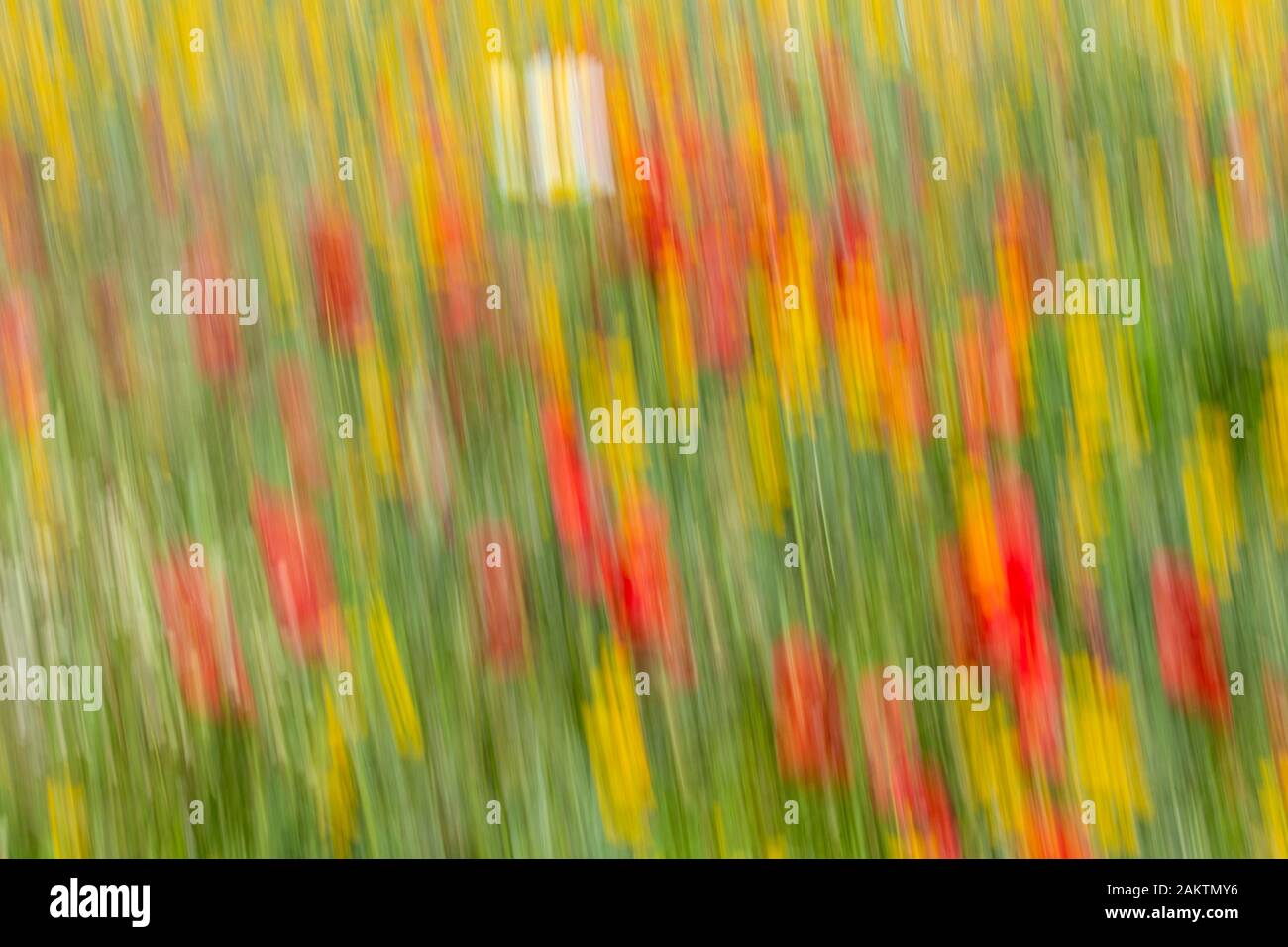 Blumen, die im Frühling blühen, bewegten sich vom Wind auf einem Feld in der Nähe von Alentejo. Portugal, Europa. Stockfoto