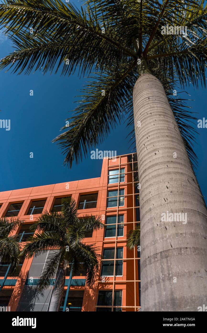 Blick auf den Himmel, um schöne hohe Palmen und ein farbenfroher Bau in der Innenstadt von Fort Myers, Florida USA, zu sehen Stockfoto
