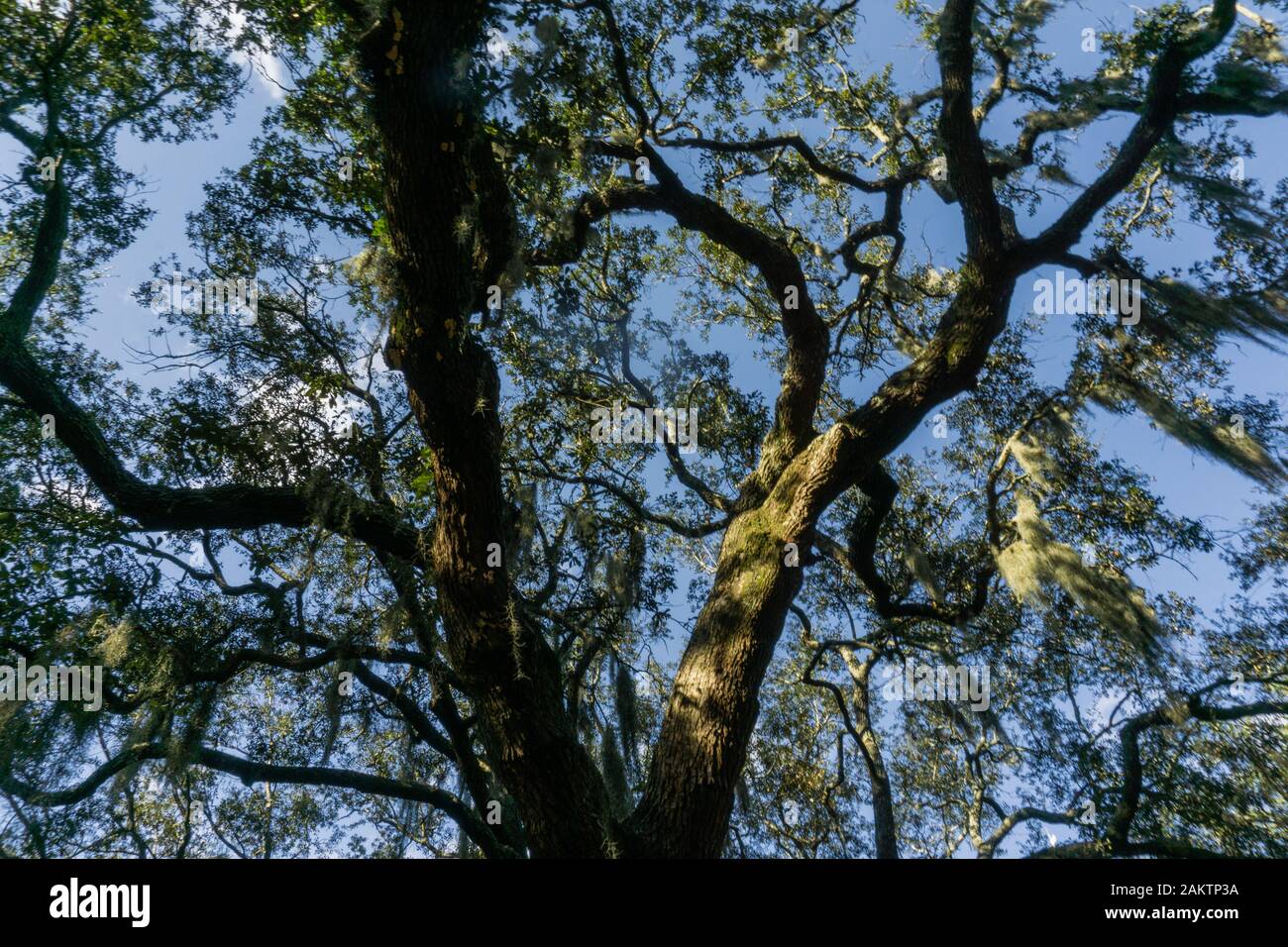 Die lebenden Eichen sind Savannahs Lieblingsbaum, verzaubern Straßen, Parks und Friedhöfe in der ganzen Stadt. Stockfoto