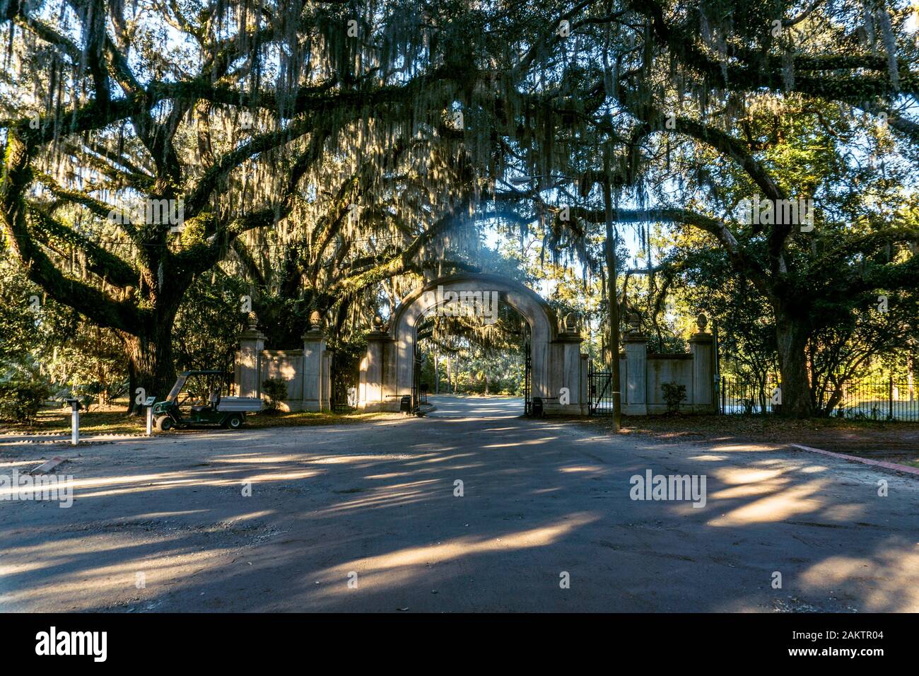 Die lebenden Eichen sind Savannahs Lieblingsbaum, verzaubern Straßen, Parks und Friedhöfe in der ganzen Stadt. Stockfoto
