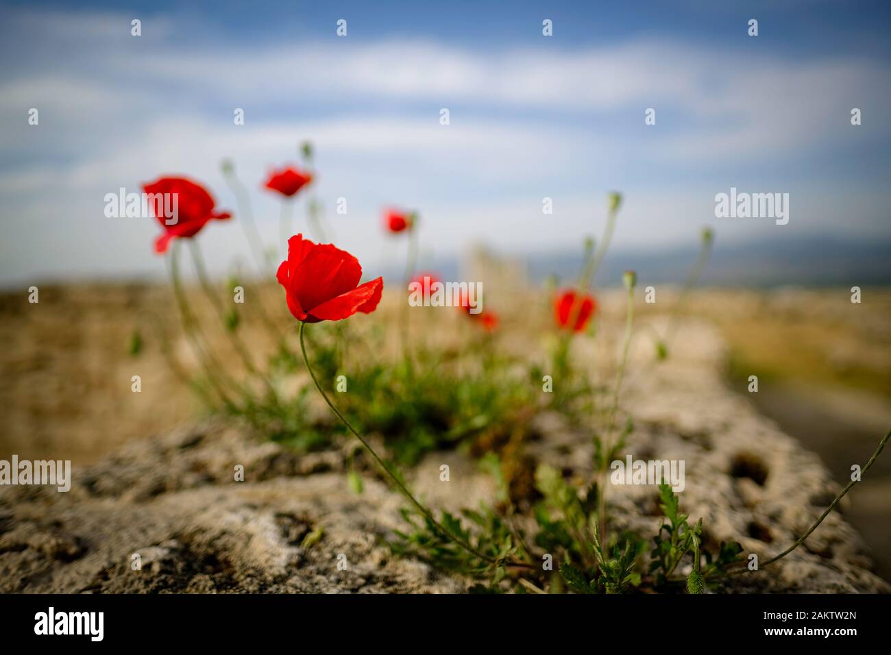 Schöne wilde rote Mohnblüte auf der Rock mit verschwommenen Hintergrund Felsen und Sand. Stockfoto