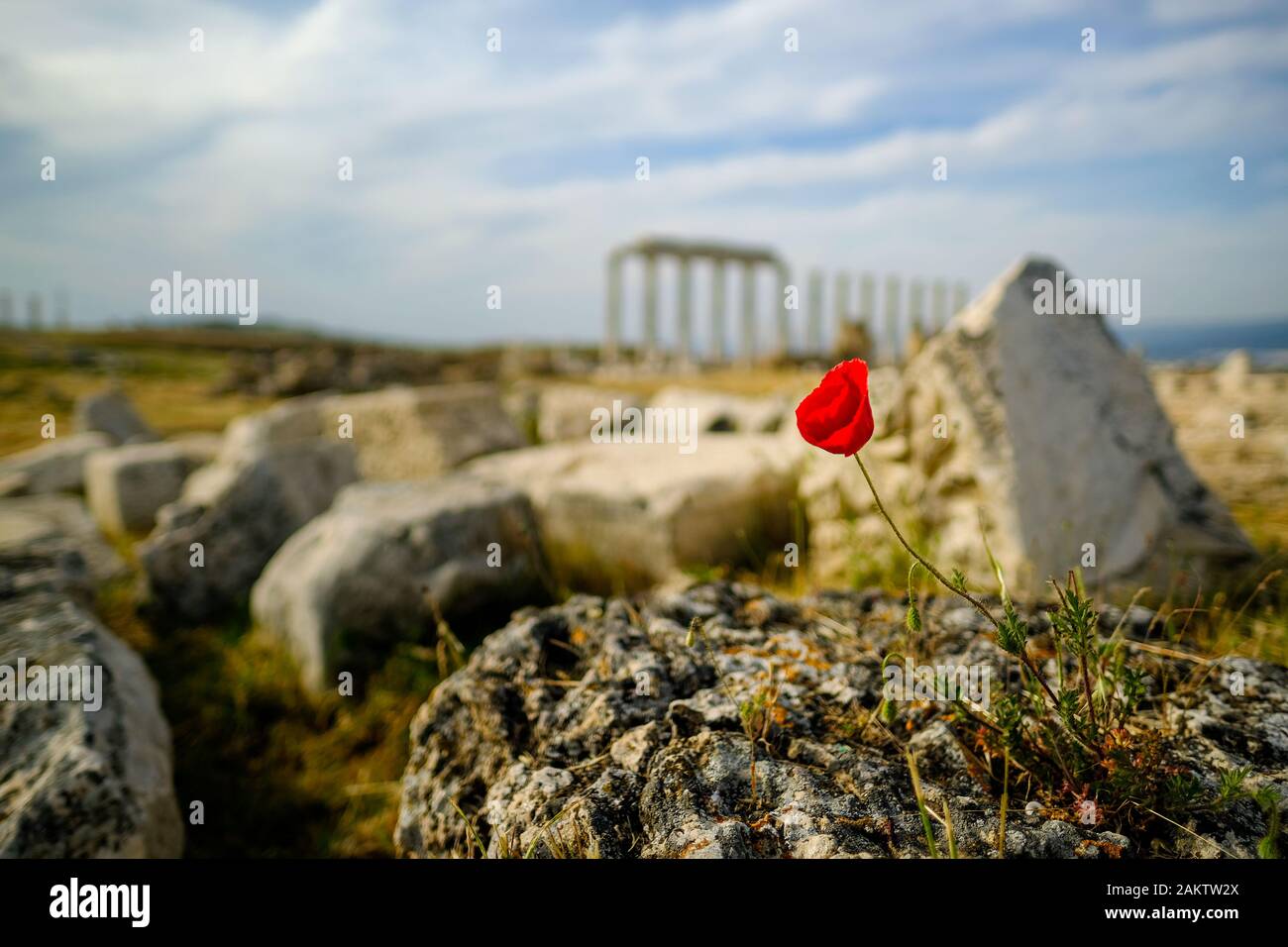 Schöne wilde rote Mohnblüte auf der Rock mit verschwommenen Alten von laodizea im Hintergrund Ruine. Stockfoto