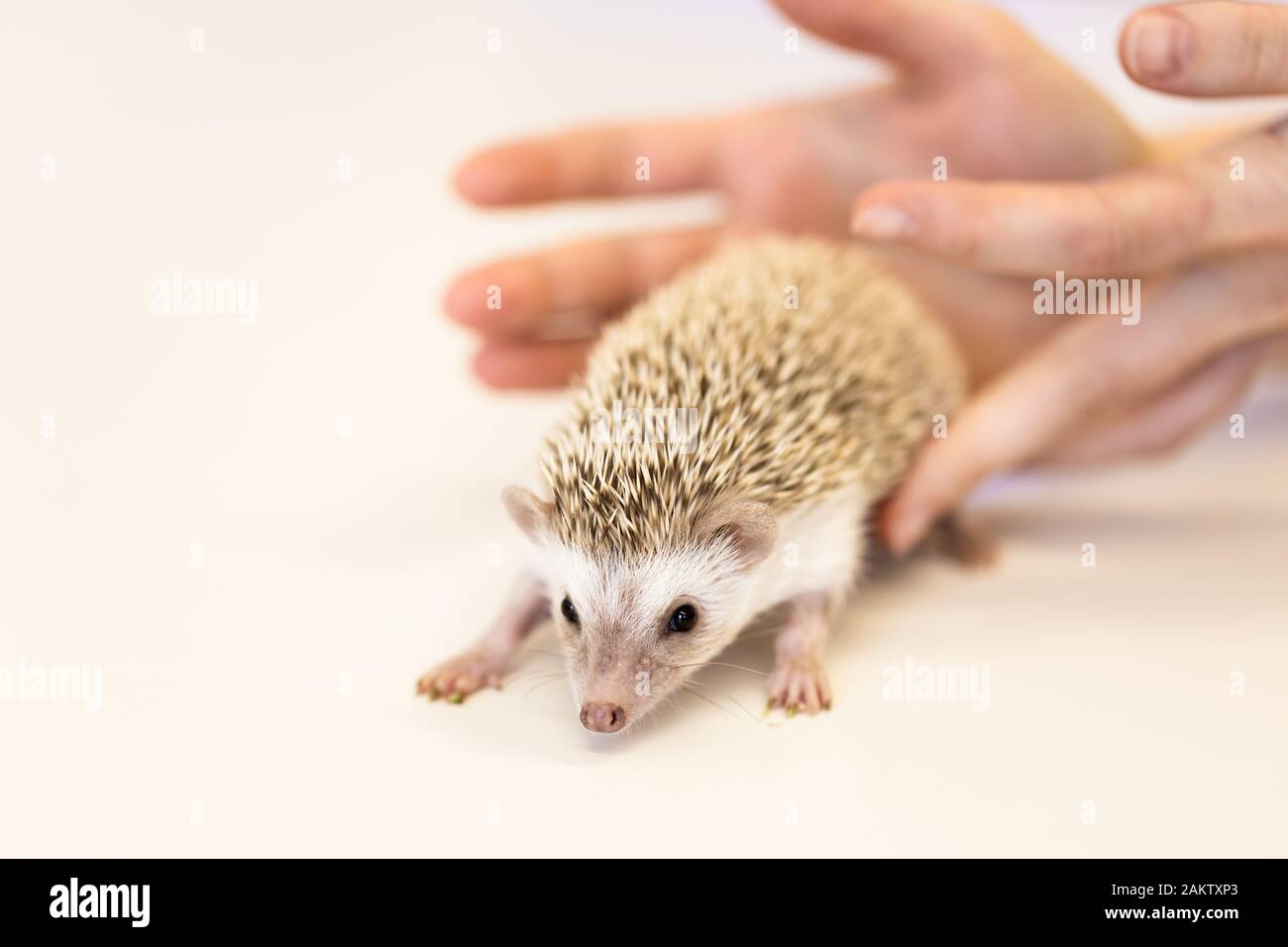 Süßes Igeltier auf einem weißen Tisch, isoliert auf weißem Hintergrund. Stockfoto