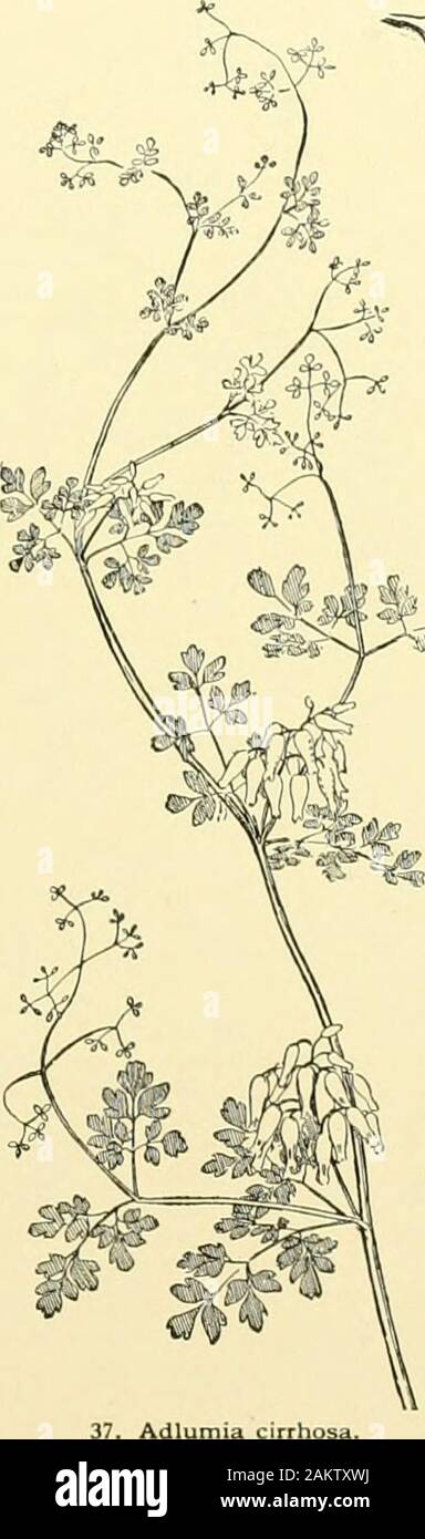 Cyclopedia der amerikanischen Gartenbau, bestehend aus Anregungen für den Anbau von Gartenpflanzen, Beschreibungen der Arten von Obst, Gemüse, Blumen und Zierpflanzen in den Vereinigten Staaten und in Kanada verkauft, zusammen mit geographischen und Biographische Skizzen und eine Synopse des Pflanzenreiches. s-tinguished durch kleinere Blumen, das sind kleine exsertedfrom der Kelch und nicht stark expandierenden, kurze fllamentsand kleine Antheren, spitzen Kelchblättern und conspicuoussharp-spitz Blume - buchen Sie direkt online. Sie sind epiphytisch Kräuter, von ca. () 0 Arten, Eingeborene der Trop. S. Amer. Blume - cluste Stockfoto Cyclopedia der amerikanischen Gartenbau, bestehend aus Anregungen für den Anbau von Gartenpflanzen, Beschreibungen der Arten von Obst, Gemüse, Blumen und Zierpflanzen in den Vereinigten Staaten und in Kanada verkauft, zusammen mit geographischen und Biographische Skizzen und eine Synopse des Pflanzenreiches. s-tinguished durch kleinere Blumen, das sind kleine exsertedfrom der Kelch und nicht stark expandierenden, kurze fllamentsand kleine Antheren, spitzen Kelchblättern und conspicuoussharp-spitz Blume - buchen Sie direkt online. Sie sind epiphytisch Kräuter, von ca. () 0 Arten, Eingeborene der Trop. S. Amer. Blume - cluste Stockfoto
