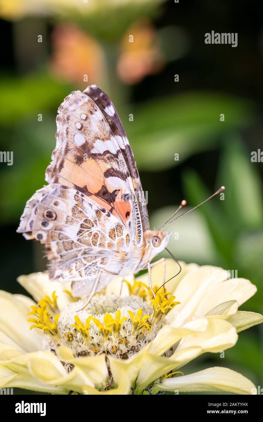 Vanessa Cardui ist ein bekannter bunten Schmetterling, bekannt als der Distelfalter oder in Nordamerika als das cosmopolitan Stockfoto