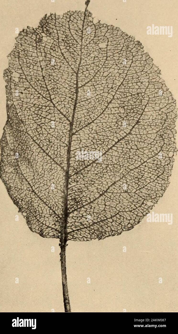 Natur Biographien; das Leben jeden Tag Schmetterlinge, Motten, Heuschrecken und fliegt. Die kleineren ergiebige Quarzgänge, aber thelarger verlassen, wie in Abbildung III.Nun diese areinteresting und wichtige Phasen des Lebens - historyof dieses Insekt, und Es isof Eine entschieden, erhalten Sie sovividly Beable zu veranschaulichen, wenn eine wishesto Monographie der Gattung. So ein Bild wie in Abbildung 112 zeigt auch denselben Punkt: In der Nähe der Cen-Tre des Blattes, an der rightof der Mittelrippe, ist theremnants eines Clusters ofminute Eier gesehen, legte es bya gut-sortierte Motte. Indue Jahreszeit sind diese eggshatched in winzige bieten-pil Stockfoto