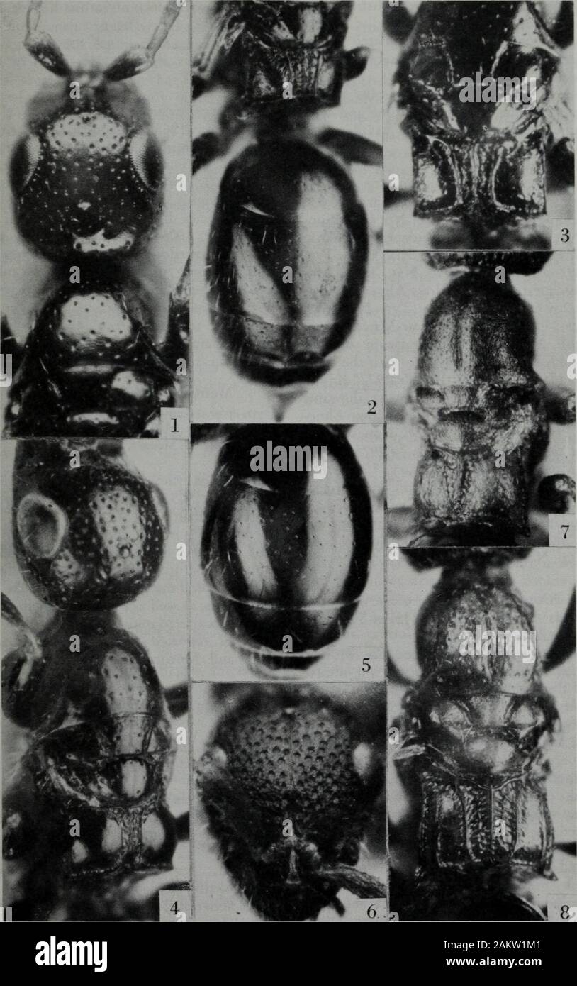 Niederländischen Zeitschrift für Entomologie. alutaceous und glänzende withmore verstreut tiefe Löcher als auf dem Kopf, ohne eine Spur von Längs- Furche. Mesono-tum, scutellum alutaceous withvery, glänzend, nur wenige Punktionen (Abb. 4), parapsidal notaulices furrowweakly entwickelt, tiefer, distinctlyconvergent in Richtung scutellum. Propodeum re-markably kurz, solange die Hälfte der transversediameter (15:15), zentrale Carina deutlich, Medi - eine carinae noch kaum entwickelt, und kaum Wahrnehmung tible, discal Carinae parallel Medial aber diverg-ing Vorher und auch posteriore Bestrahlungen über weniger thanone Fünftel seiner Länge (Fi Stockfoto