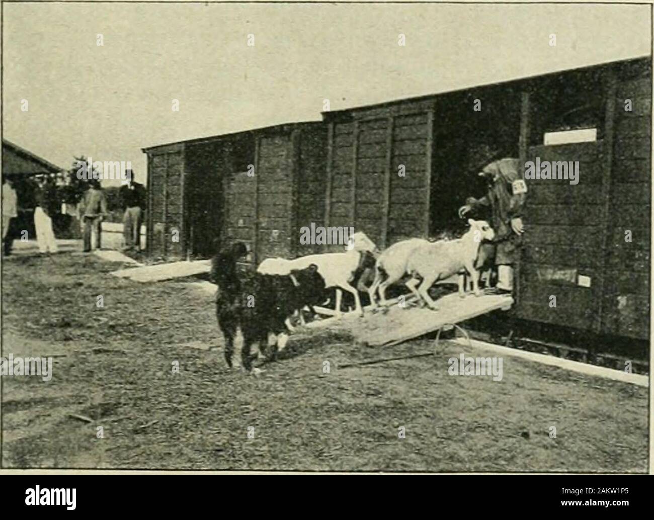 Le Monde moderne. Les Bergers peuvent se servir de deuxchiens simultanément. Le travail des chiens de Bouvier etde-Conducteur de bestiaux Donne lieuà un Classement spécial. Une part du succès quont rencontréjusquici les Concours de Chiens de ber-ger est Due à la valeur des récompensesqui y sind décernées. Ein Lizy, le Grandprix dhonneur était une médaille dorofferte par le Ministre de lagriculture, et 100 Franken en espèces; le prix dhon - neur était une médaille de Vermeil et 50 Franken. Suivaitune longue Liste dejîrix consistant Cha-cun en une médailleaccompagnée dunesomme eldun dargent Diplôme. Le Stockfoto