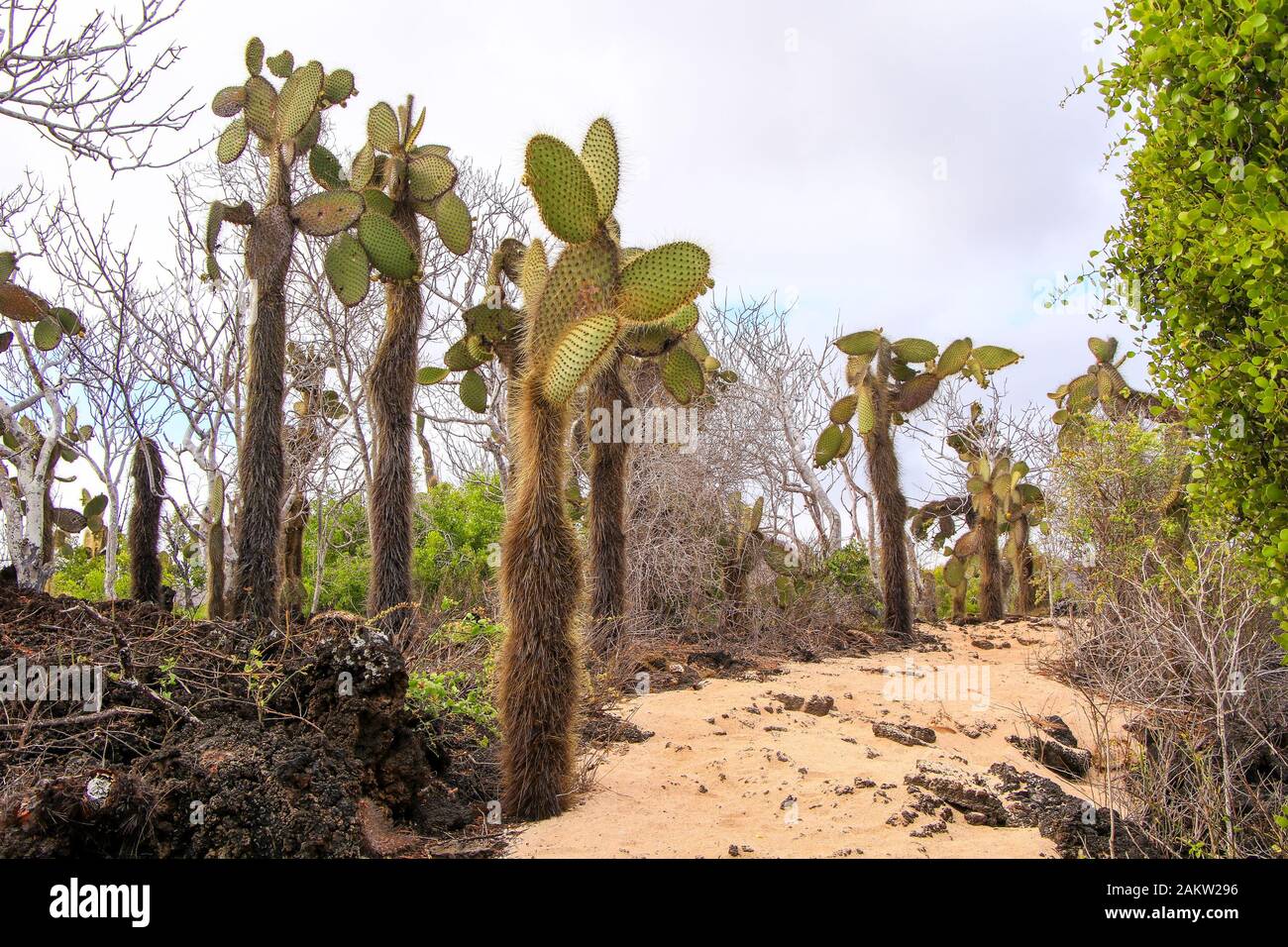 Gehen Sie durch die Giant Prickly Pear Cactus Trees auf Santa Cruz Island, Galapagos Stockfoto