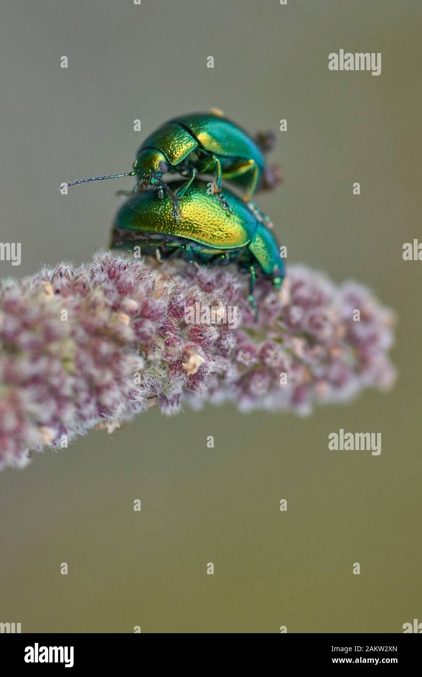 Käfer Gastrophysa viridula Stockfoto