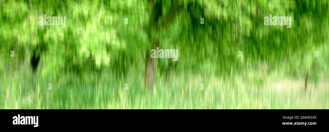 Abstrakter grüner Baum im Wald Stockfoto