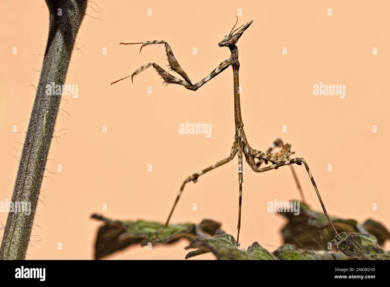 Empusa pennata. Stockfoto